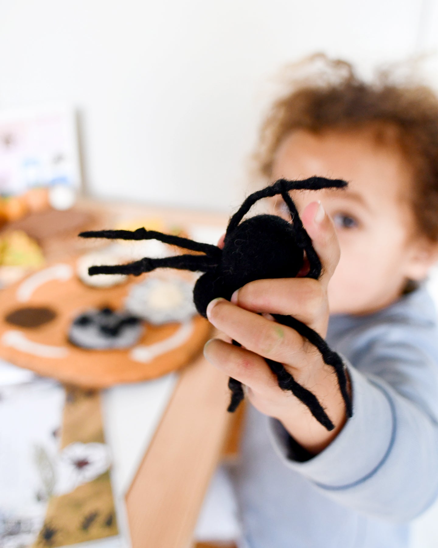 Felt Lifecycle of Redback Spider