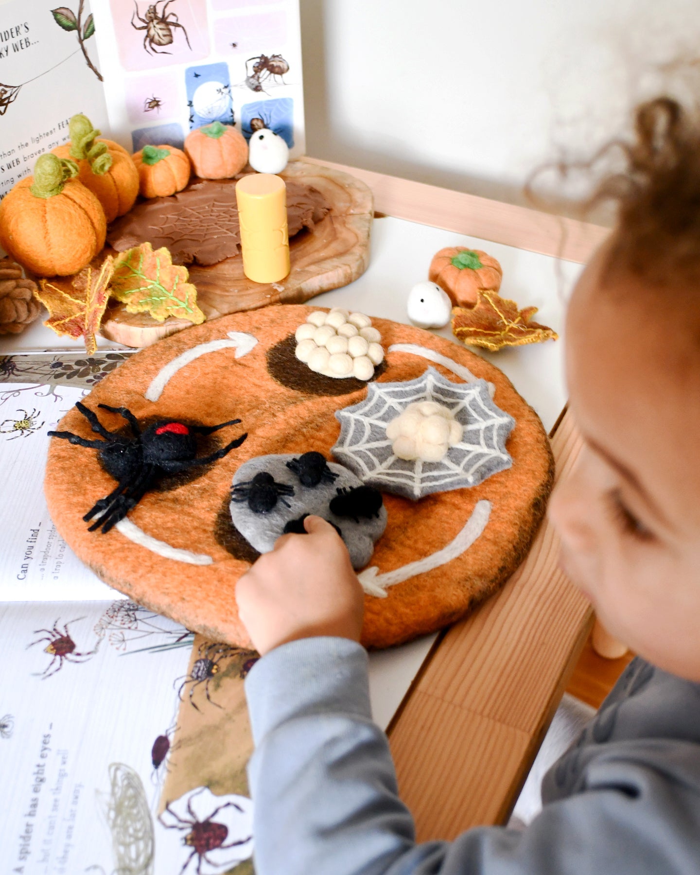 Felt Lifecycle of Redback Spider