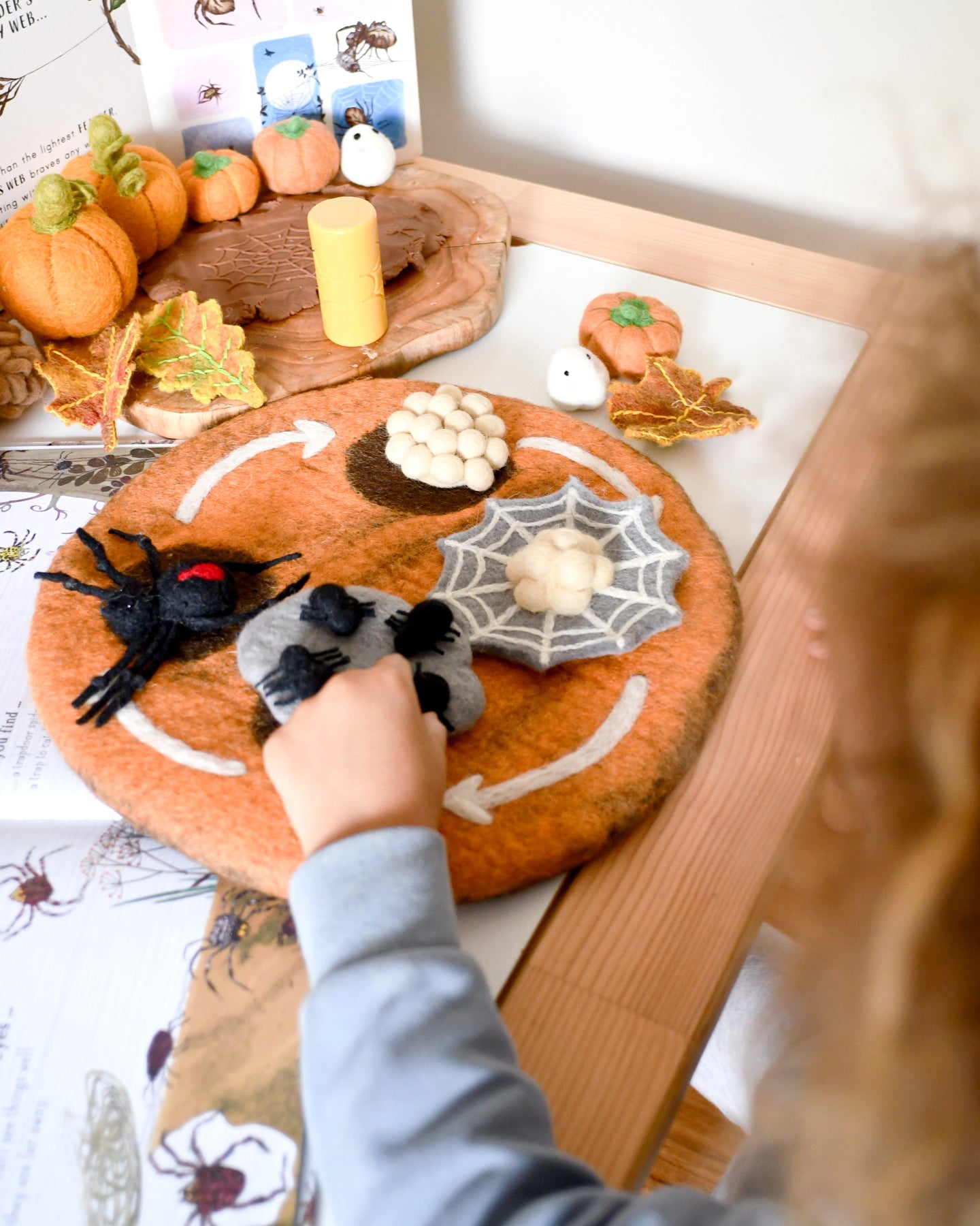 Felt Lifecycle of Redback Spider